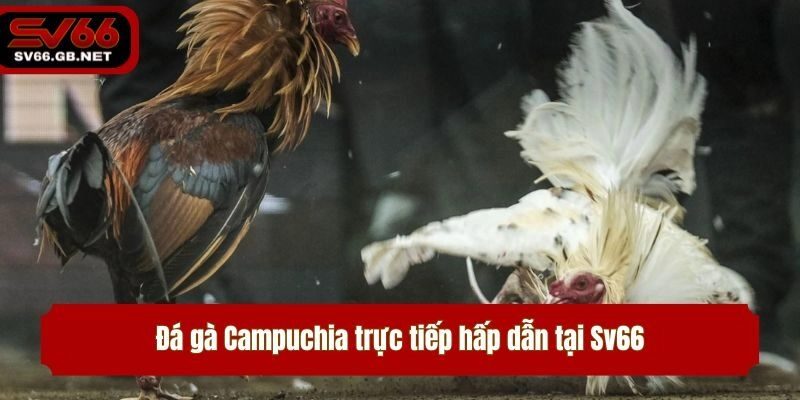 Đá gà Campuchia trực tiếp hấp dẫn tại Sv66